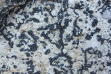 Lecidea laboriosa image
