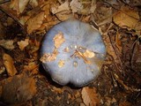 Cortinarius velicopia image