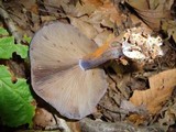 Cortinarius velicopia image