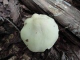 Entoloma luridum image