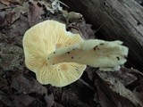 Entoloma luridum image