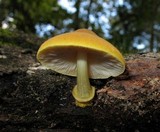 Pluteus mammillatus image