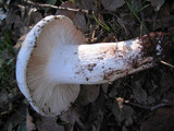 Leucopaxillus albissimus image
