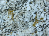 Lecidea laboriosa image