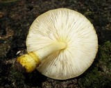 Pluteus mammillatus image