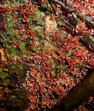 Nectria pseudotrichia image