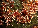 Nectria pseudotrichia image