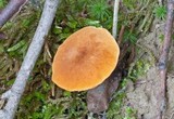 Gyroporus castaneus image