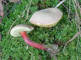 Boletus chrysenteron image