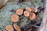 Galiella rufa image