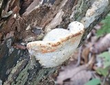 Fomitopsis spraguei image