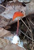 Marasmius sullivantii image