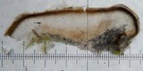 Sarcogyne similis image