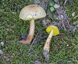 Aureoboletus auriporus image