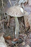 Leccinum pseudoscabrum image