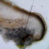 Sarcogyne similis image