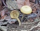 Callistosporium luteo-olivaceum image