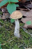 Leccinum pseudoscabrum image