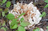 Laetiporus cincinnatus image