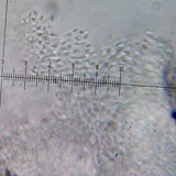 Sarcogyne similis image