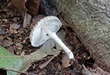 Leucoagaricus cinerascens image