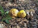 Amanita flavorubens image