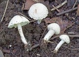 Cystolepiota fumosifolia image