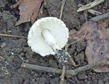 Cystolepiota fumosifolia image