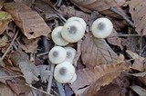 Lepiota atrodisca image