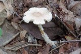 Lepiota clypeolaria image