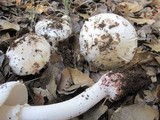 Amanita cruentilemurum image
