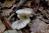 Leucoagaricus cinerascens image