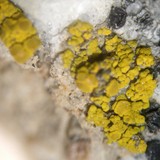 Candelariella vitellina image