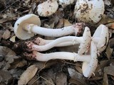 Amanita cruentilemurum image
