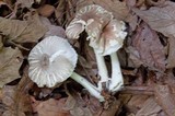 Leucoagaricus cinerascens image