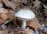 Agaricus leptocaulis image