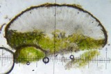 Candelariella vitellina image