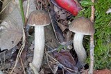 Leccinum pseudoscabrum image
