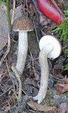 Leccinum pseudoscabrum image