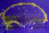 Candelariella vitellina image