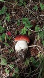 Boletus rubriceps image
