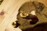 Boletochaete bicolor image