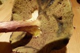 Boletochaete bicolor image