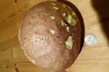 Boletochaete bicolor image