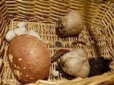 Boletochaete bicolor image