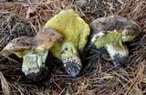 Suillus punctatipes image