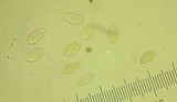 Suillus punctatipes image