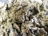 Parmelia saxatilis image
