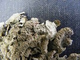 Parmelia saxatilis image