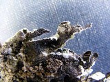 Parmelia saxatilis image